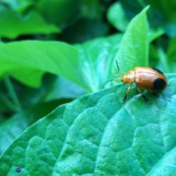 Close-up of insect on leaf