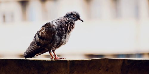 Close-up of bird perching on retaining wall