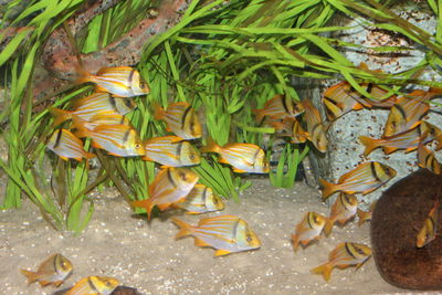 Close-up of turtle in water