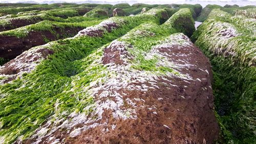 Scenic view of green landscape