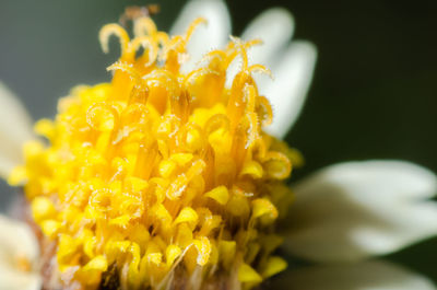Close-up of yellow flower