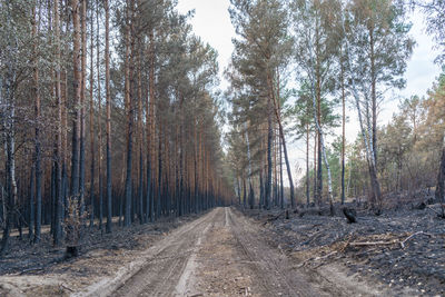 Panoramic view of pine trees in forest