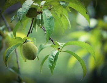 Close-up of fruits on tree branches