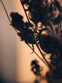 Close-up of silhouette plant against sky at sunset