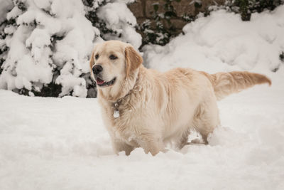 Dog on snow covered landscape during winter