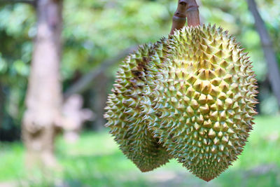 Close-up of berry growing on tree