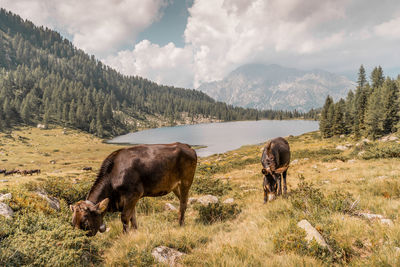 Cows grazing fresh grass on the spectacular italian alps in summer - little lake on background