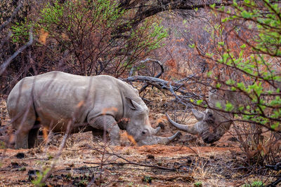 Side view of rhinoceros in forest