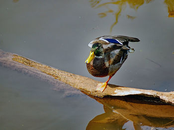 High angle view of bird perching on a lake