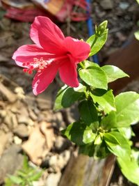 Close-up of red hibiscus blooming outdoors