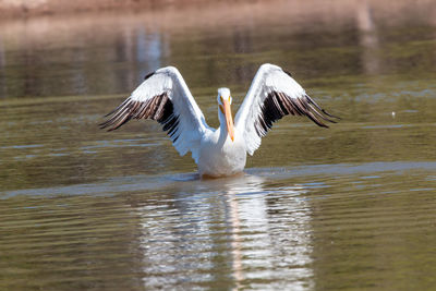 View of pelican in lake