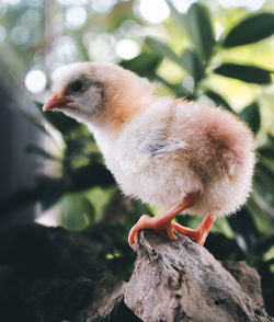 Close-up of a bird