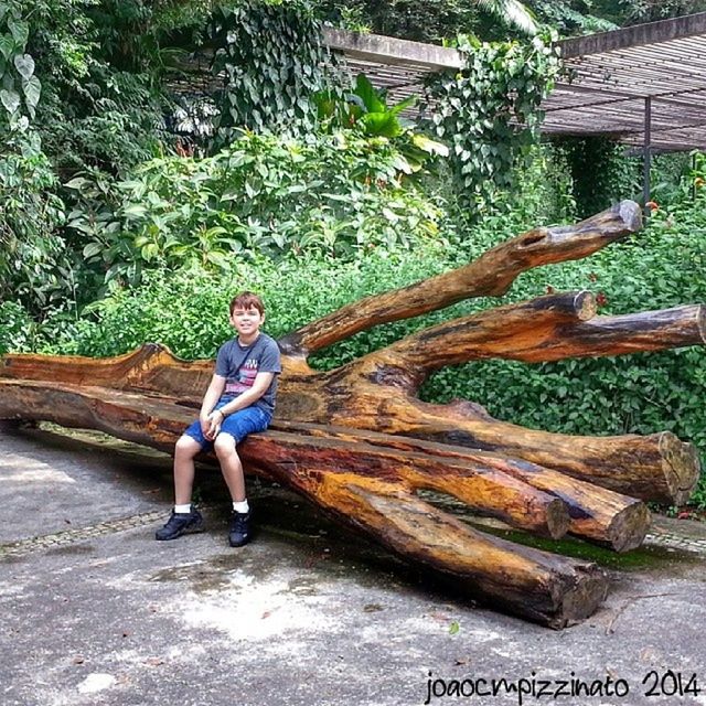 full length, lifestyles, casual clothing, leisure activity, tree, person, forest, wood - material, standing, young adult, day, outdoors, holding, log, front view, side view, childhood, nature