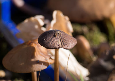 Close-up of mushroom growing on land