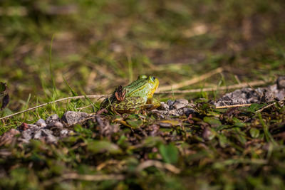 A beautiful common green water frog enjoying sunbathing in a natural habitat at the forest pond. 