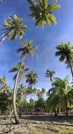 Low angle view of palm trees against blue sky