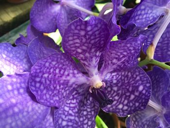 Close-up of purple flowers in water