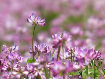 Close-up of purple flowers