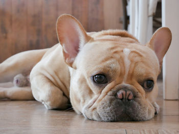 Close-up portrait of dog lying on floor