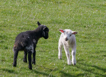 View of two dogs on field