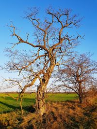 Bare tree on field against sky