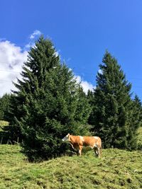 Horse grazing in a field