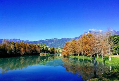 Scenic view of lake in forest against clear blue sky