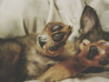 Close-up of dog on bed