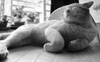 Close-up of a cat resting at home