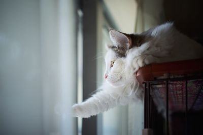 Close-up of cat looking through window at home