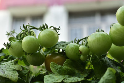 Close-up of fruits growing on plant