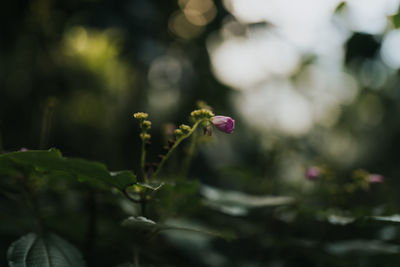 Close-up of purple flowering plant