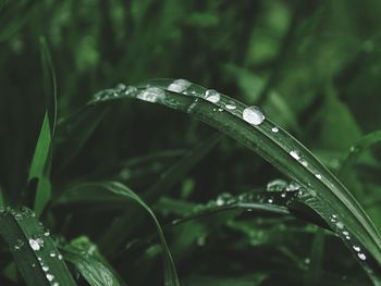 Close-up of water drops on plant