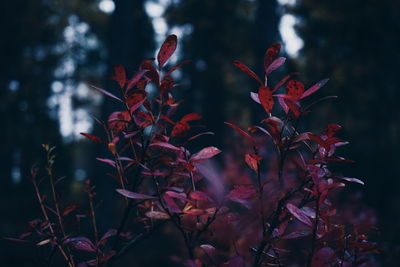 Close-up of red flowers growing outdoors