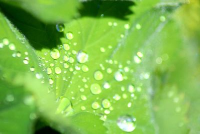 Close-up of water drops on leaf