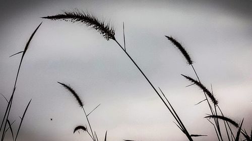 Low angle view of plants against sky