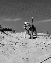 View of dog on beach