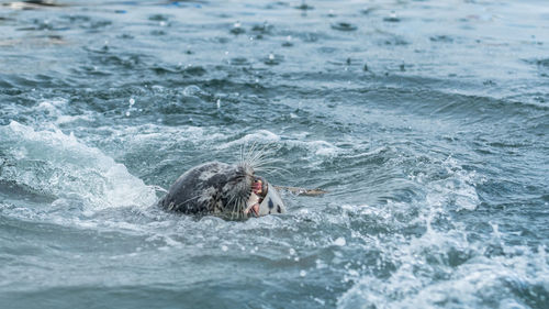 Close-up of seal swimming in sea