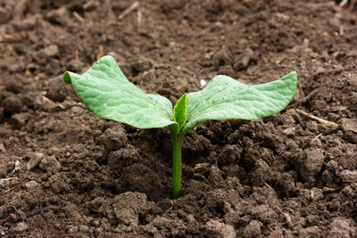 Close-up of small plant growing on field