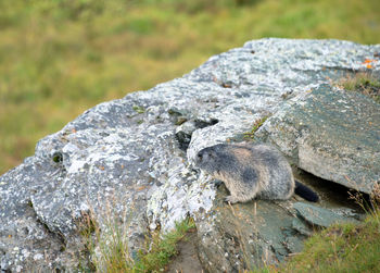 Marmot on rock