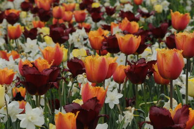 Close-up of tulips in bloom