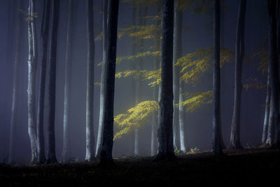 Trees at night