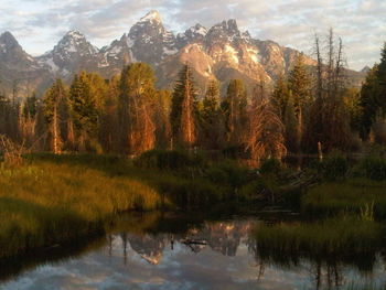 Trees growing by mountains against sky at forest