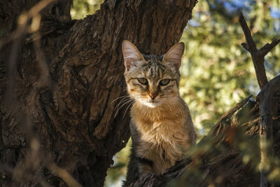 Portrait of cat