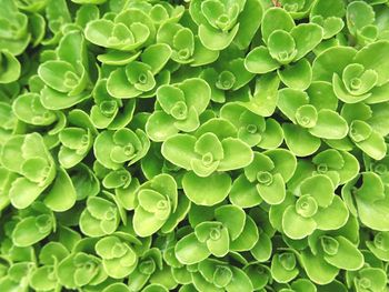 Full frame shot of green leaves