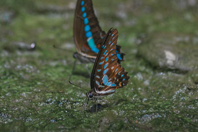 Close-up of butterfly on moss