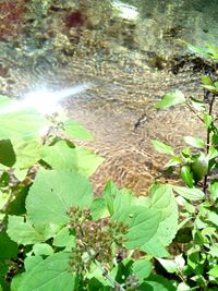 Close-up of plants in water