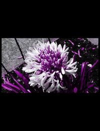 Close-up of purple flowers