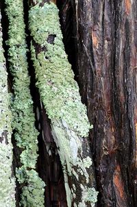 Close-up of tree trunk