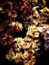 Close-up of flowers over black background